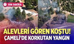 Alevleri gören koştu!