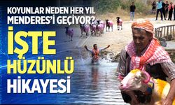 Koyunlar neden her yıl Menderes’i geçiyor? İşte hüzünlü hikayesi