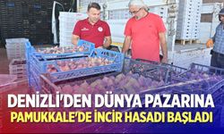 Denizli'den dünya pazarına: Pamukkale'de incir hasadı başladı