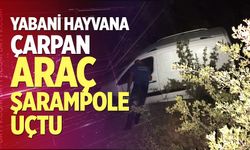 Yabani hayvana çarpan araç şarampole uçtu