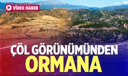Çöl görünümünden ormana