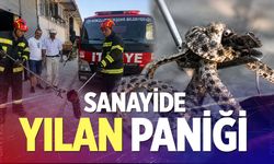 Sanayide yılan paniği