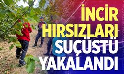 İncir hırsızları suçüstü yakalandı