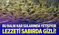 Çameli’nin alabalık sırrı