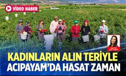 Kadınların alın teriyle biber hasadı: Acıpayam’da yoğun mesai