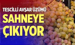 Avşar üzümü sahneye çıkıyor