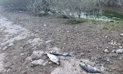 Ayvacık Barajı’nda toplu balık ölümleri