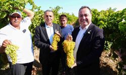 Bağbozumu heyecanı başladı