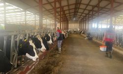 Baklan'da sonbahar dönemi şap aşılamaları başladı