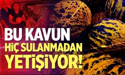 Bu kavun tek damla su verilmeden yetişiyor