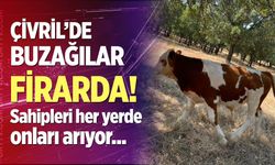 Çivril’de kaybolan iki buzağı mahalle halkını seferber etti