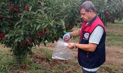 Çivril elmasına hasat öncesi pestisit kontrolü