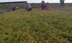 Fiyatlardaki dengesizlik çiftçiyi kuru üzüme sevk etti