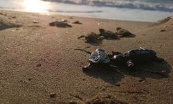 Sürpriz yuvadan caretta caretta yavrusu çıktı