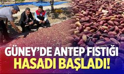 Güney’de antep fıstığı hasadı başladı!