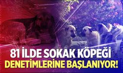 Müfettişler 81 ilde sokak köpeği denetimlerine başlıyor!