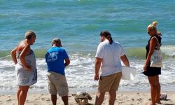 Kuşadası Körfezi’nde 4 deniz kaplumbağası ölü bulundu