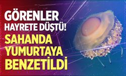 Görenler hayrete düştü! Sahanda yumurtaya benzetildi