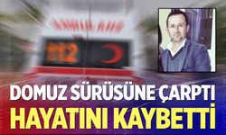 Domuz sürüsüne çarpan motosiklet sürücü hayatını kaybetti