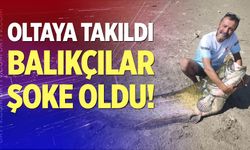 Baraj gölündeki iki dev yayın balığı oltaya takıldı