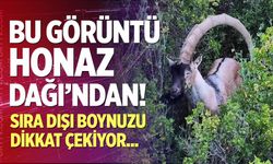 Honaz Dağı’nda Nadir Görüntü!