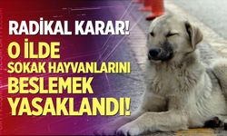 Radikal karar: Sokakta sahipsiz hayvanları beslemek yasaklandı