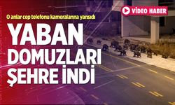 Denizli’de Yaban Domuzları Şehre İndi