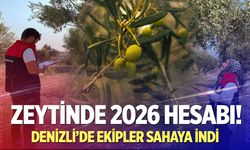 Denizli’de zeytin üretiminin 2026 tablosu sahada belirleniyor