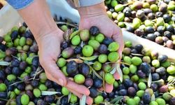 Denizli'de Zeytin Rekoltesi İçin Düğmeye Basıldı