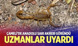 Çameli’de Anadolu Sarı Akrebi göründü: Uzmanlar uyardı