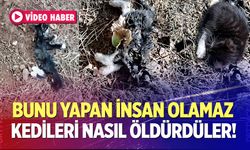 Bunu Yapan İnsan Olamaz!