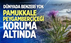 Dünyada benzeri yok: Pamukkale Peygamberçiçeği koruma altında