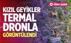 Denizli’de Kızıl Geyikler Termal Dronla Görüntülendi
