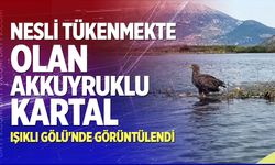 Nesli tükenmekte olan Akkuyruklu Kartal Işıklı Gölü'nde Görüntülendi