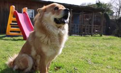 Almanya’da köpek sahiplerine vergi yükü