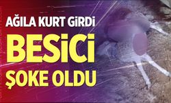 Çivril'de besicinin ağılına kurt girdi