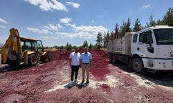 Çallı üreticilere pancar küspesi
