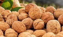 Çameli’de Ceviz Hasat Şenliği coşkusu yaşanacak