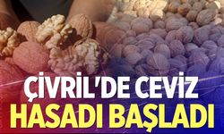 Çivril'de ceviz hasadı başladı