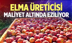 Elma Üreticisi Maliyet Altında Eziliyor