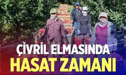Çivril elmasında hasat zamanı