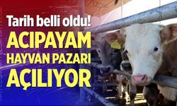 Acıpayam Hayvan Pazarı Açılıyor!