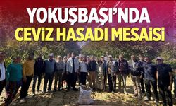 Yokuşbaşı’nda Ceviz Hasadı Mesaisi