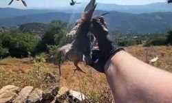 Soğal yaşam alanlarına kınalı keklik salındı