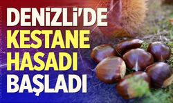 Denizli'de Kestane Hasadı Başladı