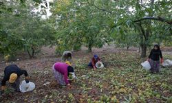 Kestane hasadı tamamlandı! Gözler rekolte beklentisinde