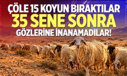 Çöle 15 koyun bıraktılar, 35 sene sonra gözlerine inanamadılar!