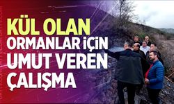 Kül Olan Ormanlar İçin Umut Veren Çalışma