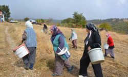 Manisa’da dağlardan toplayıp ilaç ve kozmetik devlerine satıyorlar