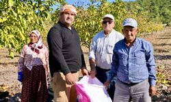 Orman köylüsüne gelir kapısı olan ağaçlar meyve verdi